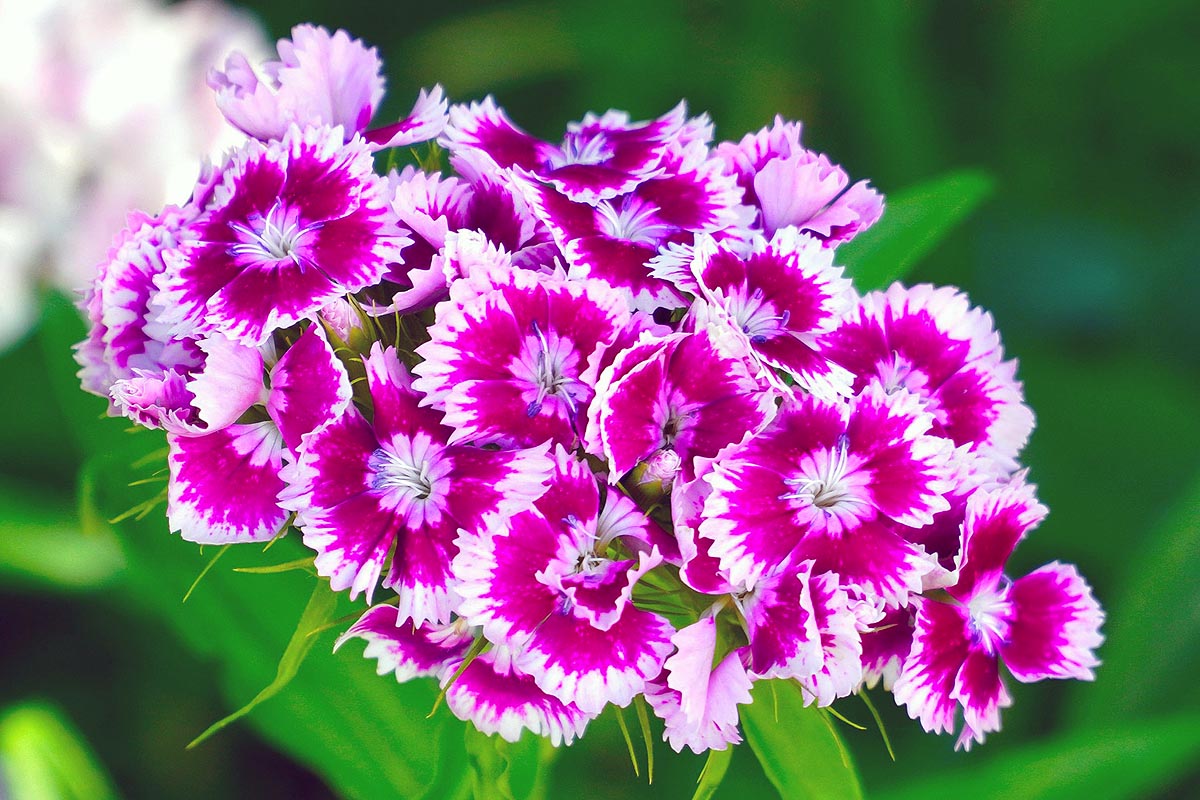 Chinese Pink group flowers